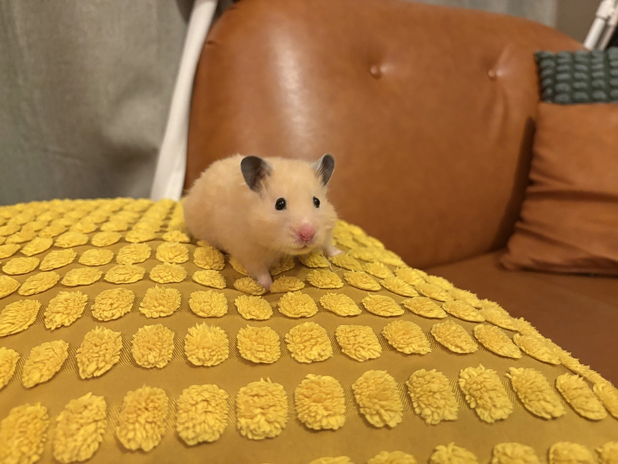 【クラファン活動報告②】開始から1日で23％まで到達！飼い主さんの期待の声が届いています