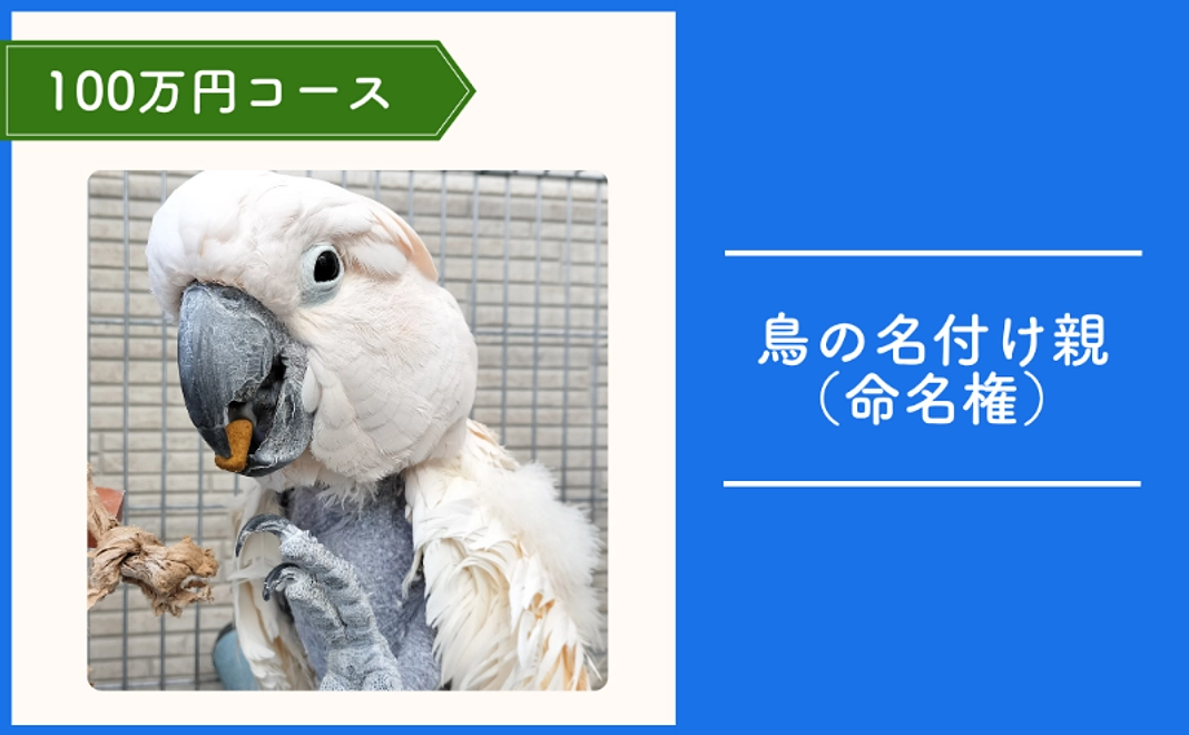 TSUBASA応援コース｜100万円