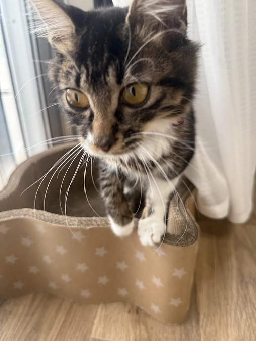 11月13日、投薬50日目💊検査結果あり🏥クラウドファンディング残り11日🚨