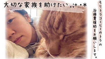  慢性腎不全のモリトラコーヒーのトラを一緒に助けてください！ のトップ画像