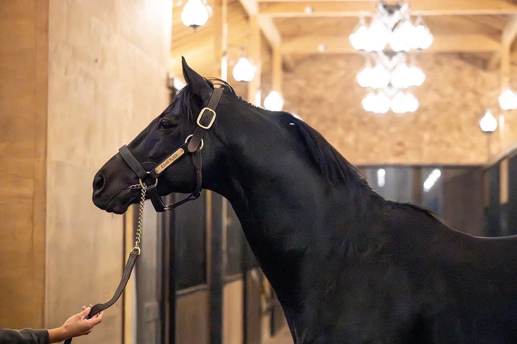 【リターン追加】エイシンフラッシュのグッズが登場！