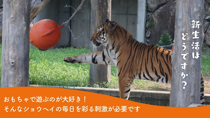 アムールトラ「ショウヘイ」に、みんなでつくるおもちゃ箱をプレゼント 3枚目