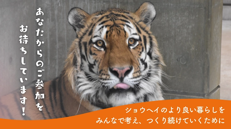 アムールトラ「ショウヘイ」に、みんなでつくるおもちゃ箱をプレゼント 5枚目