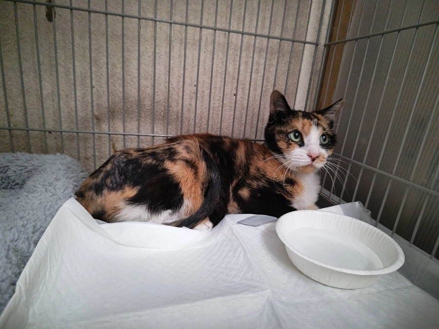 ミケコちゃんその後①