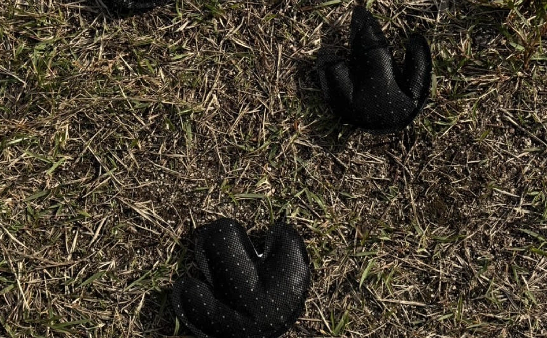 お礼の手紙と恐竜い草あらい