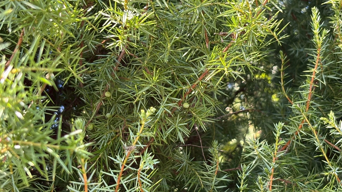 応援頂きました皆さま、ありがとうございます。開始4日目で66％達成となります📯