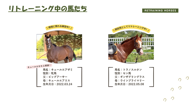 引退競走馬の個性が輝き続けるために|大山と馬、50年の歩みを未来へ 5枚目