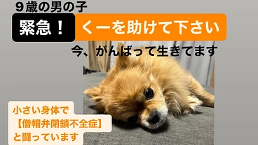 【重度の僧帽弁閉鎖不全症】くーちゃんを救いたい！ のトップ画像