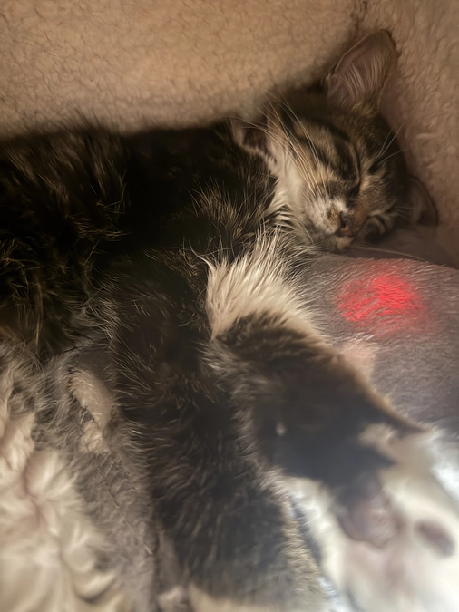 11月15日、投薬53日目。クラウドファンディング残り9日…🚨🚨