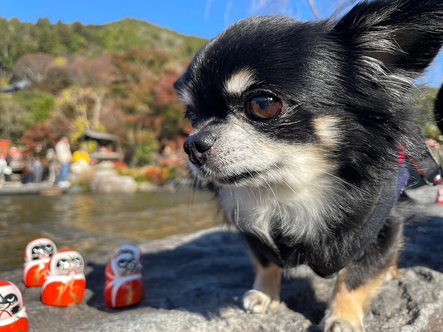 プロジェクト達成のお知らせ