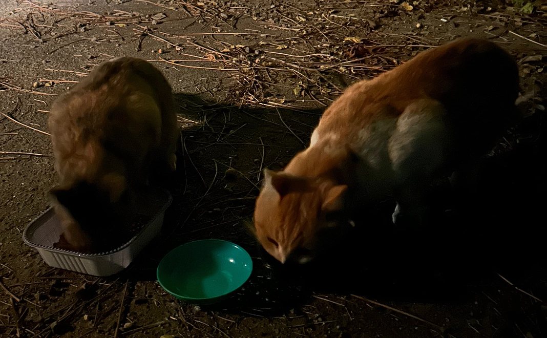 お礼のメッセージ⓶