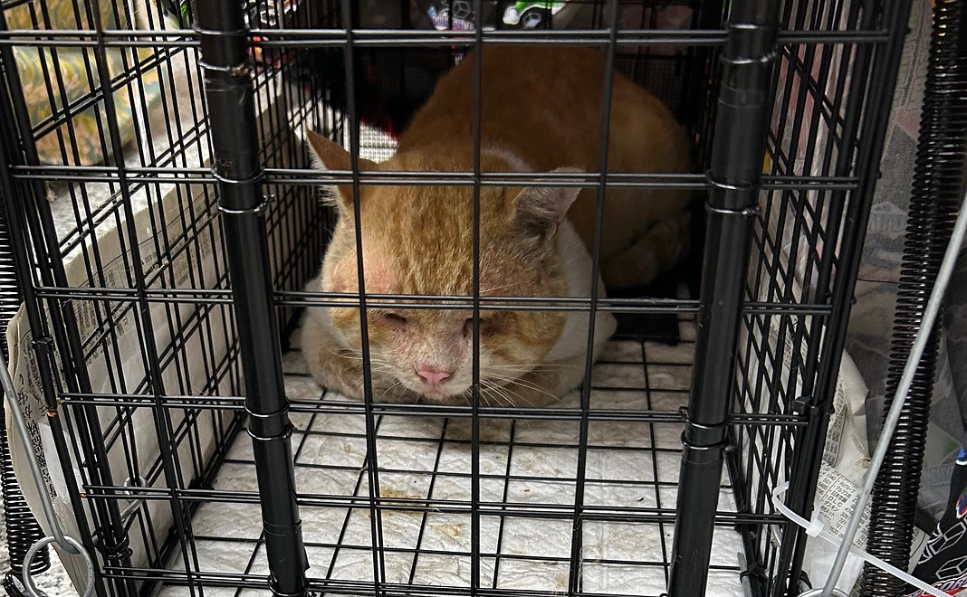 お礼のメッセージ④