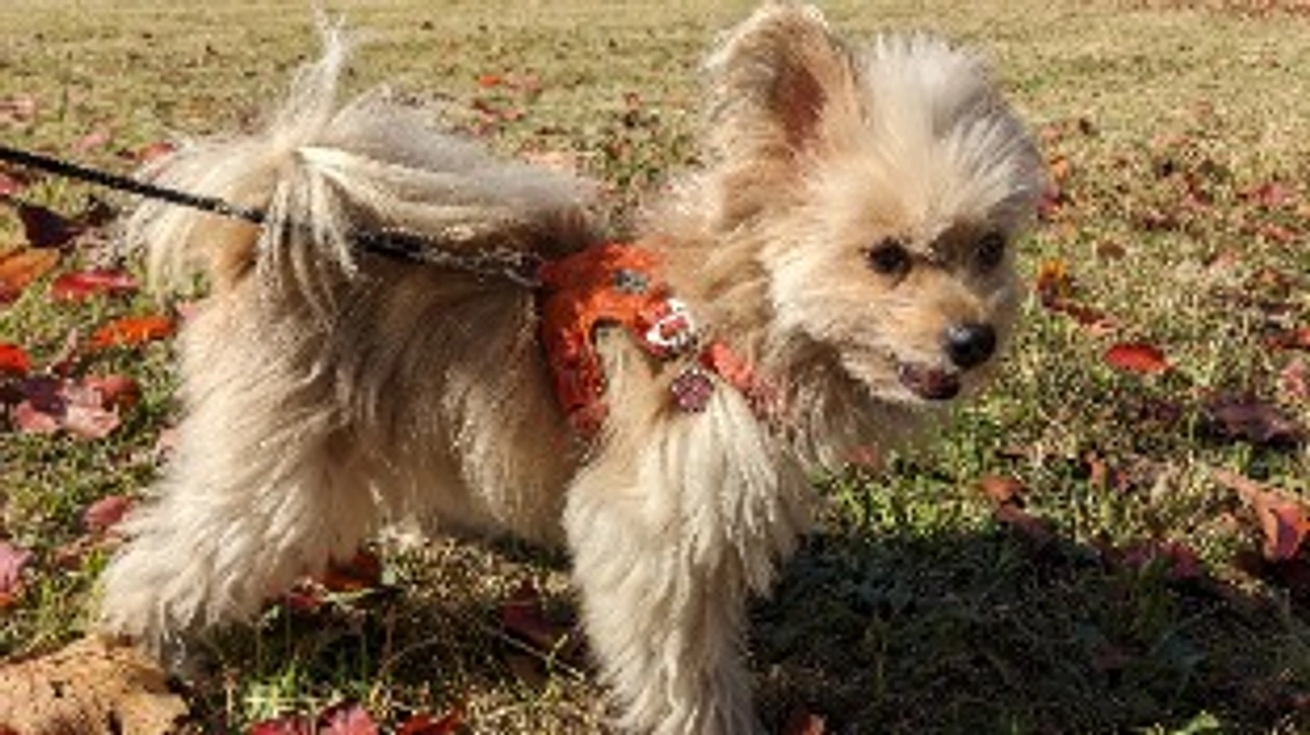 シェルターの近況