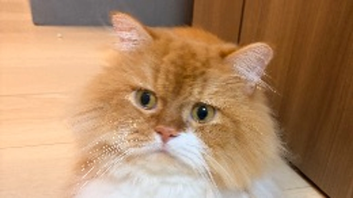 ㊗️達成率10%達成🎉