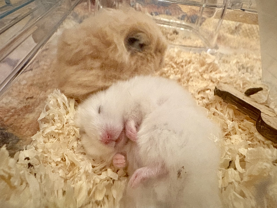 開始5日目で56%到達！ここからが正念場です。