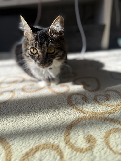 11月17日、投薬55日目💊クラウドファンディング残り7日🚨🚨🚨