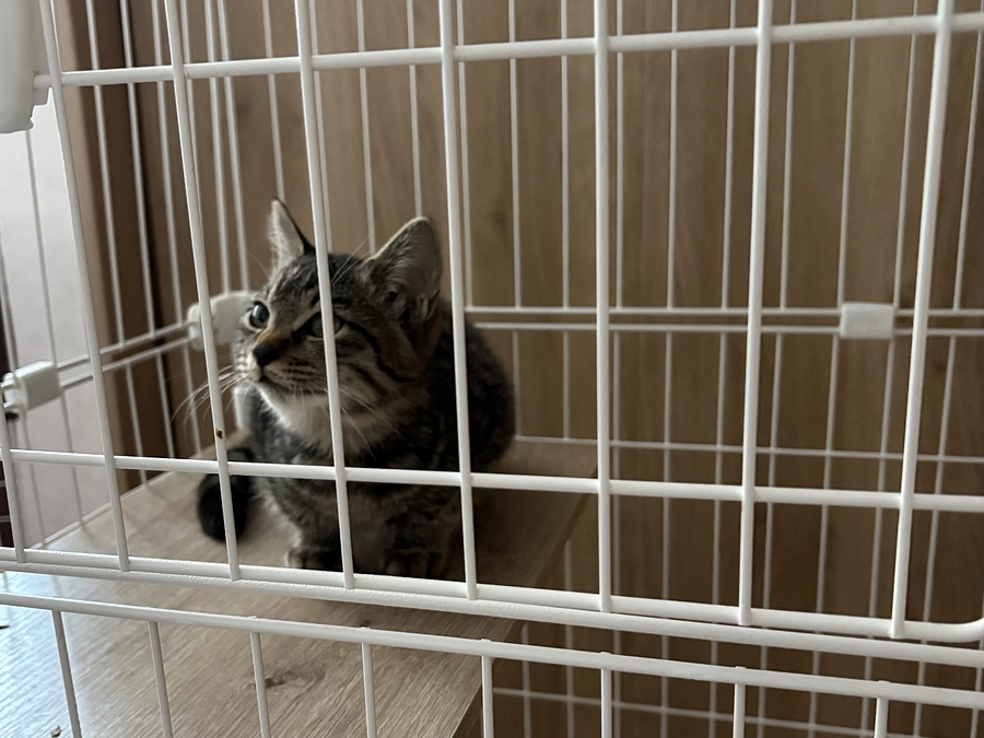 【進捗報告】キジトラくん(キジトラちゃん)について訂正と最終報告