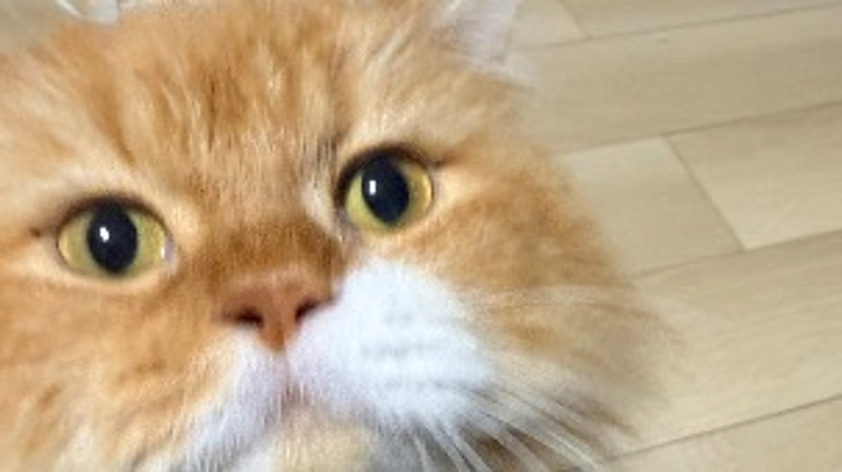 きなこ明日病院です🙇