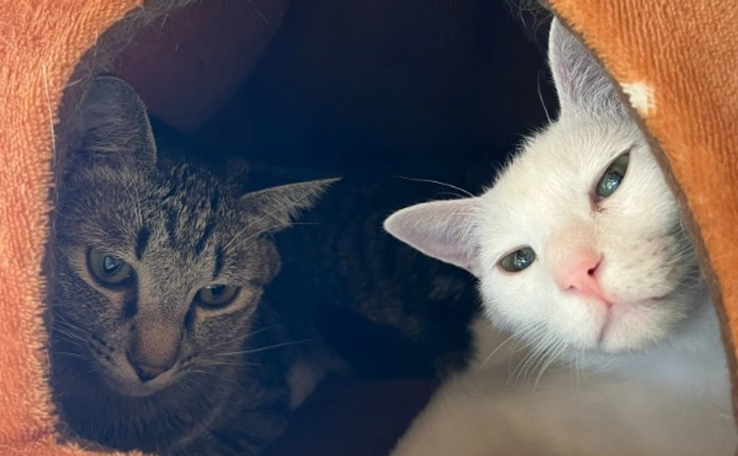 応援コース50万円