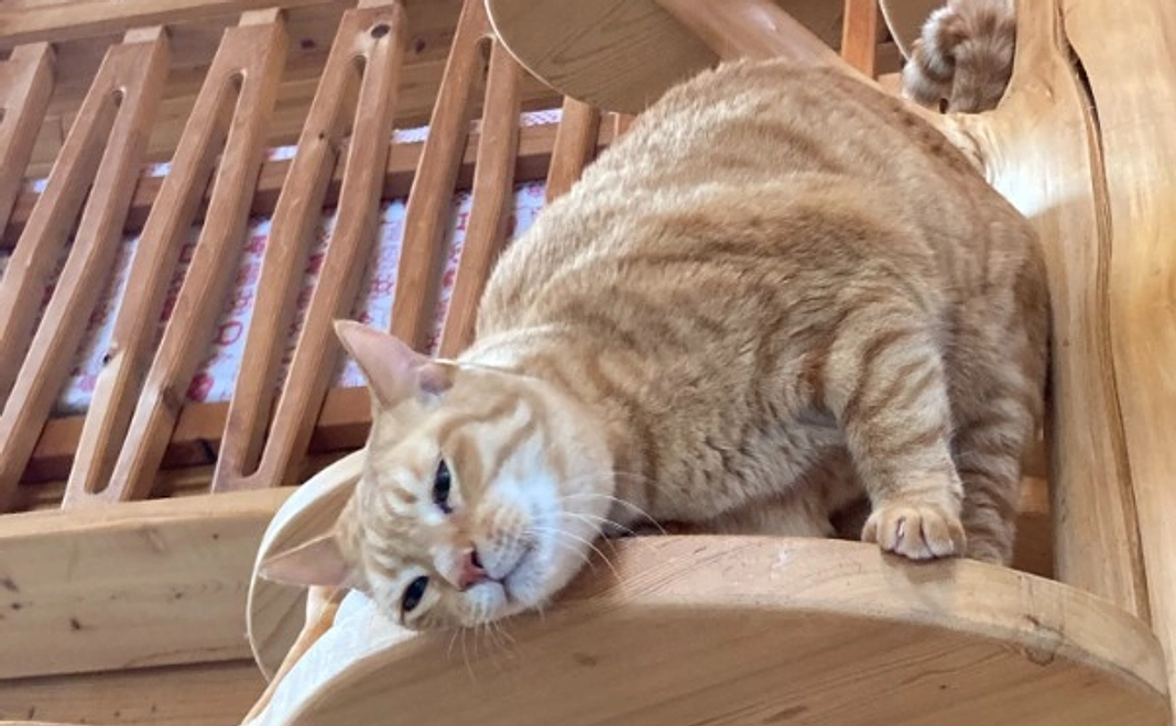 応援コース100万円