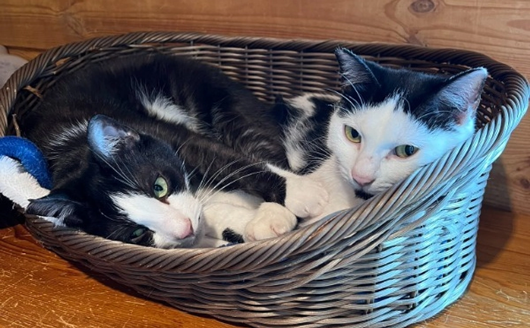 「ねこ達のいえ」 1時間ご招待コース