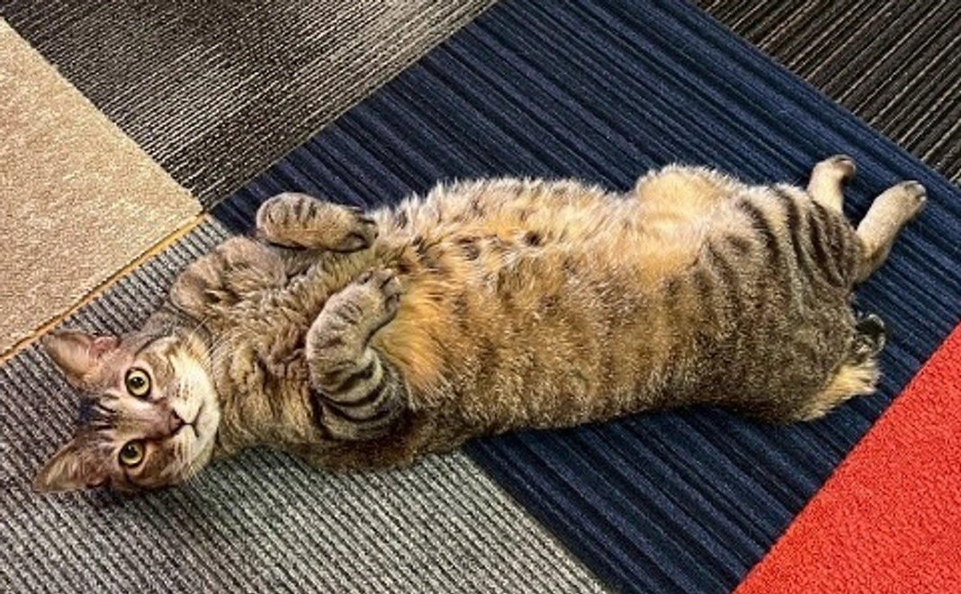 ヤポンスキーこばやし画伯 はがきコース(1枚)