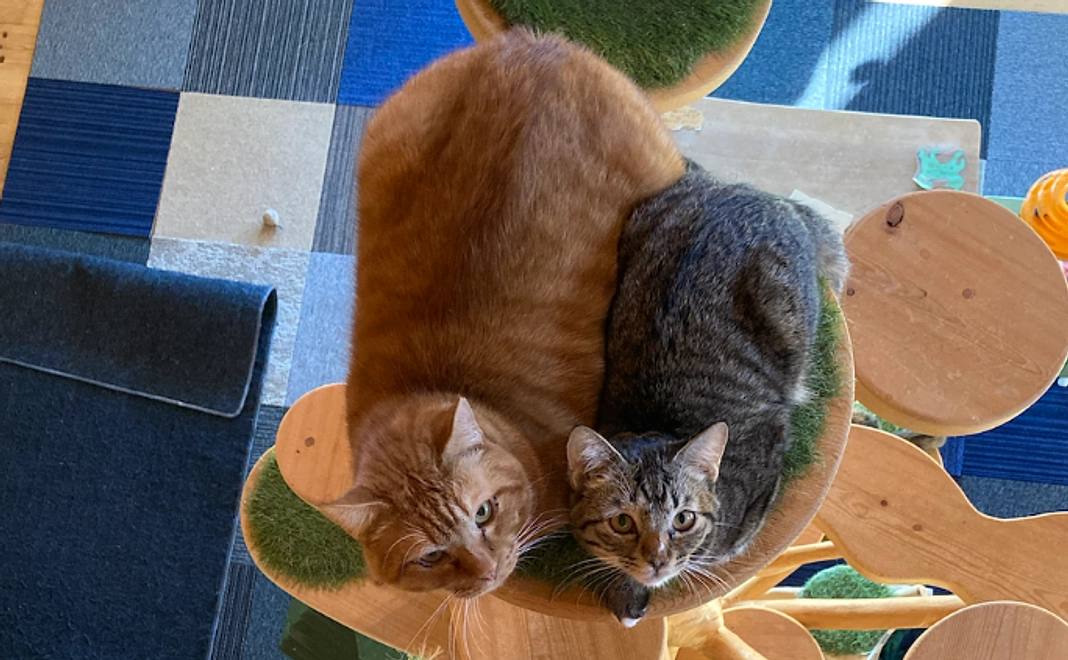 フォトブックコース