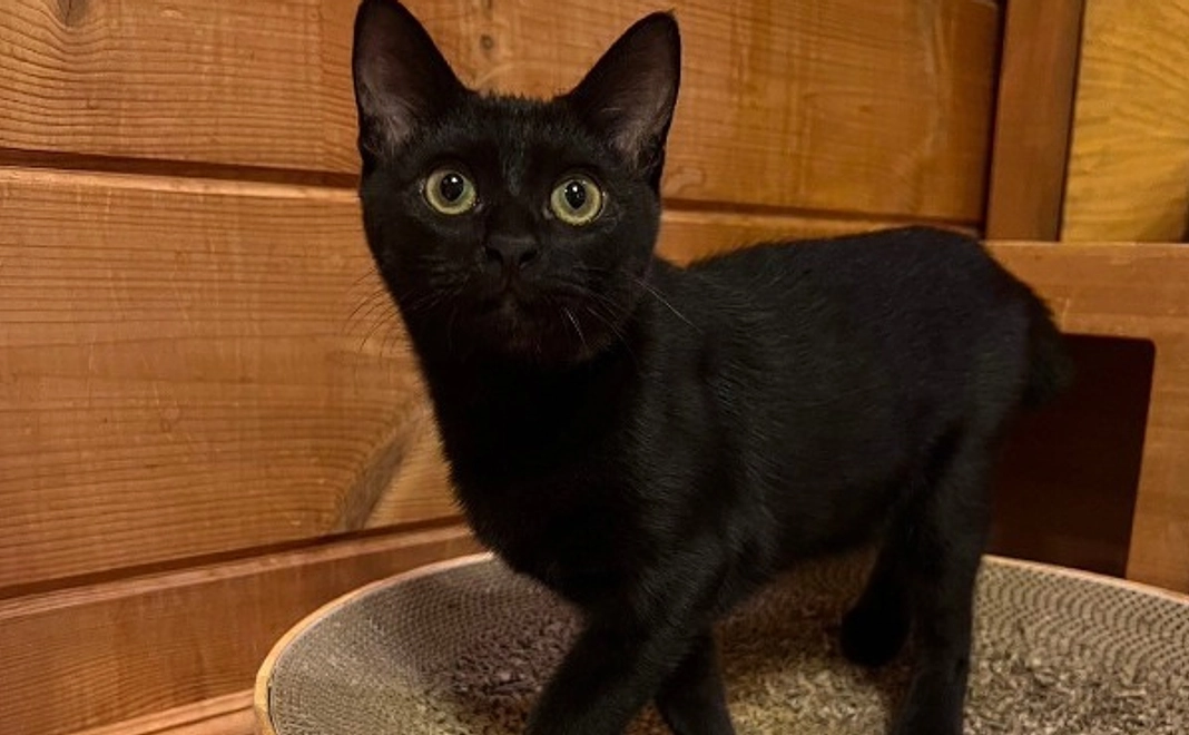 クラウドファンディング限定デザイン缶バッジコース