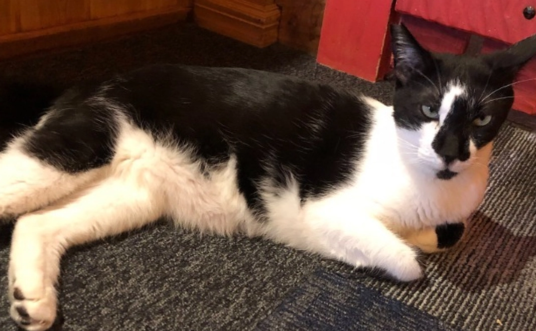 ねこスタッフの動画 コース