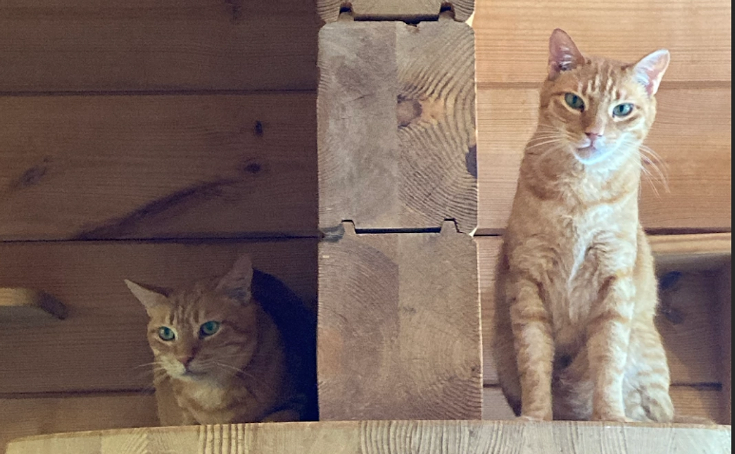 ヤポンスキーこばやし画伯 はがきコース(3枚)