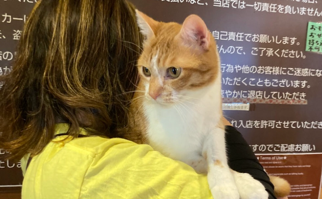 「ねこ達のいえ」満喫コース