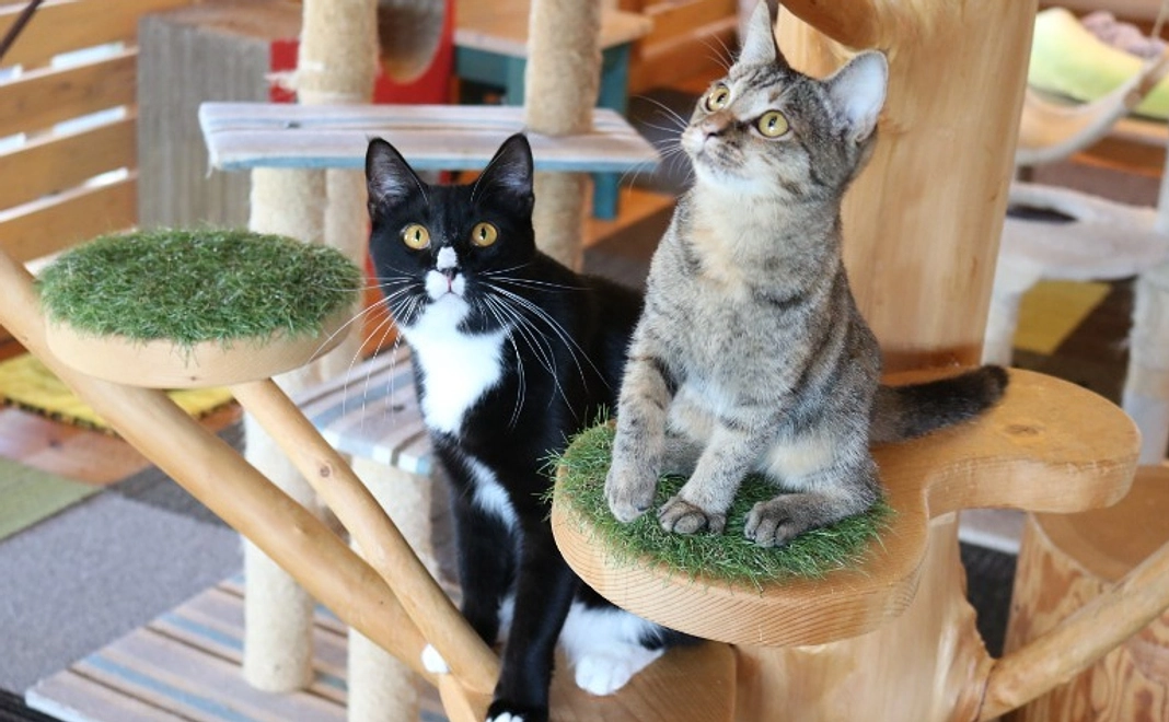 「ねこ達のいえ」フリーパス