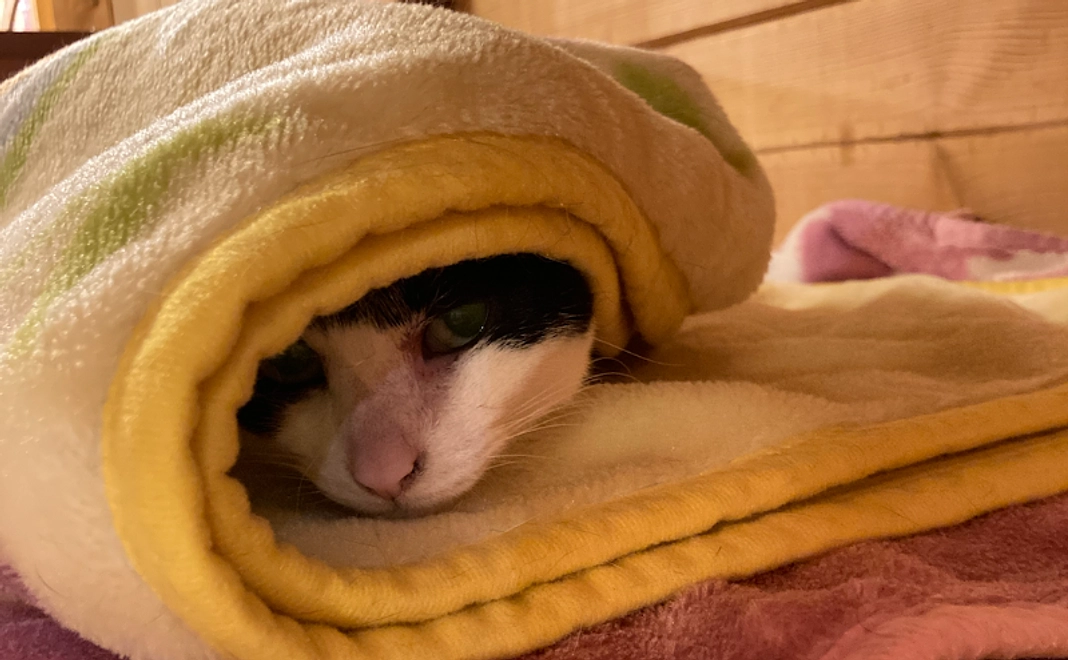 応援コース30万円