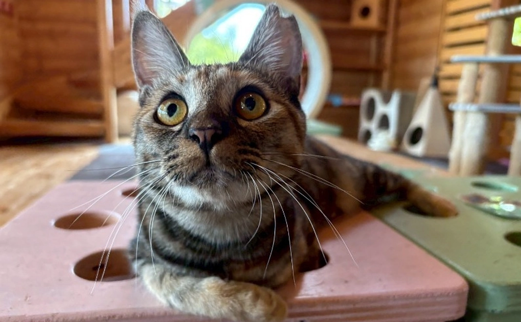 応援コース3000円