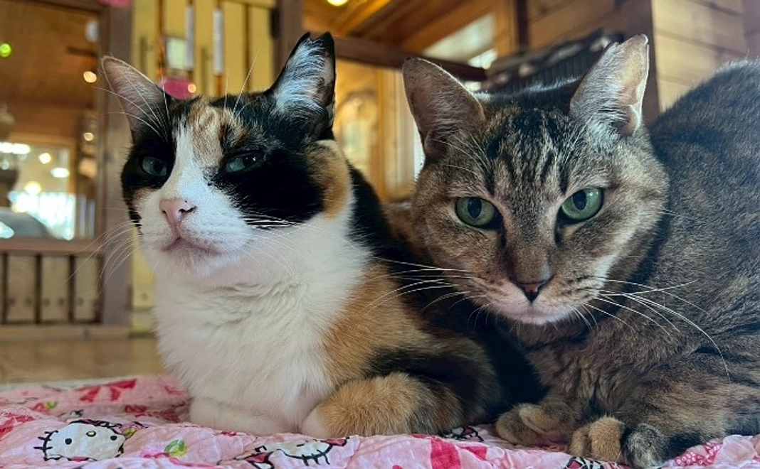 応援コース5000円