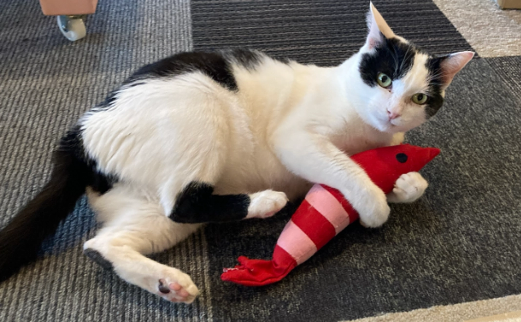 応援コース1万円