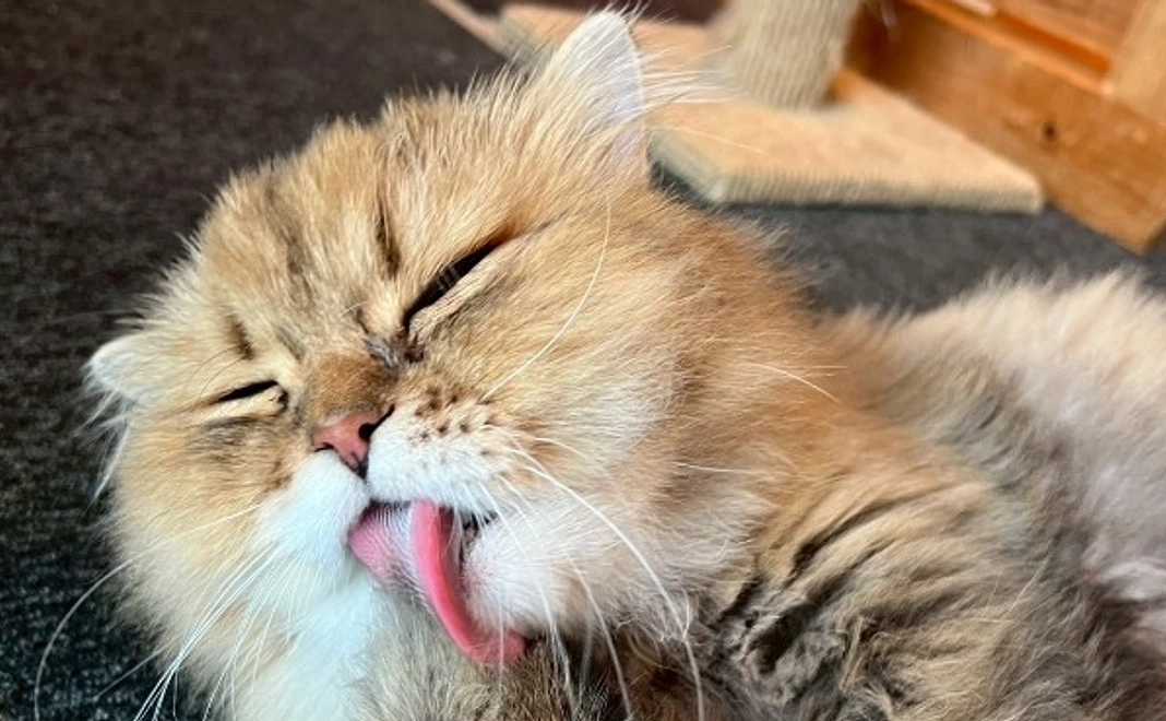 応援コース3万円