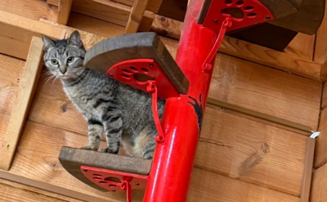 応援コース5万円