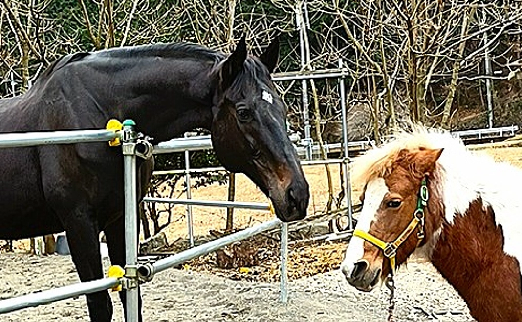 【リターン不要の方向け】全力応援コース|10万円