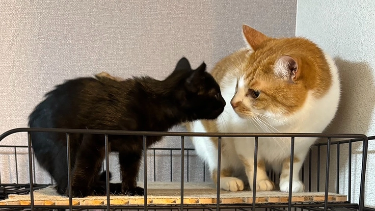 用水路で救出の子猫に横隔膜ヘルニア手術を！小さな命を救いたい 