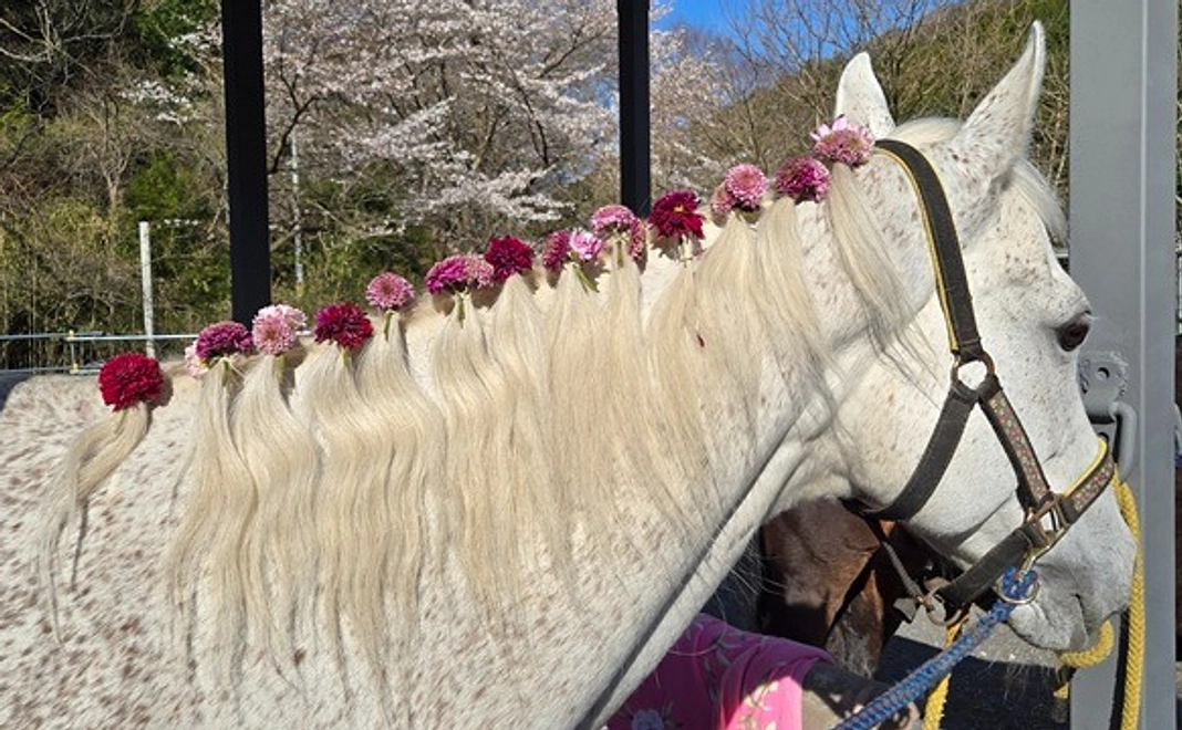 【リターン不要の方向け】全力応援コース|50万円