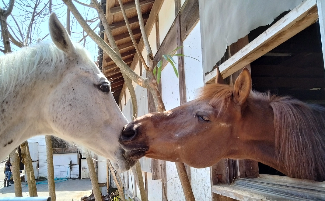 【リターン不要の方向け】全力応援コース|100万円