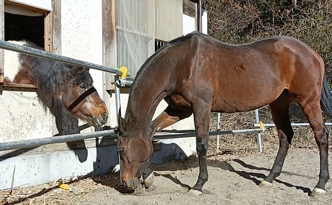 【リターン不要の方向け】全力応援コース|3千円