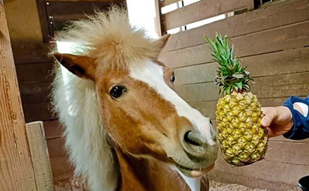 【リターン不要の方向け】全力応援コース|1万円