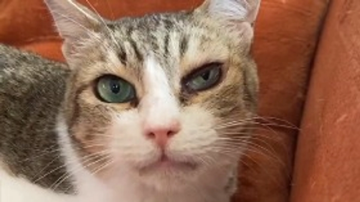 シェルター猫チコちゃんのご報告