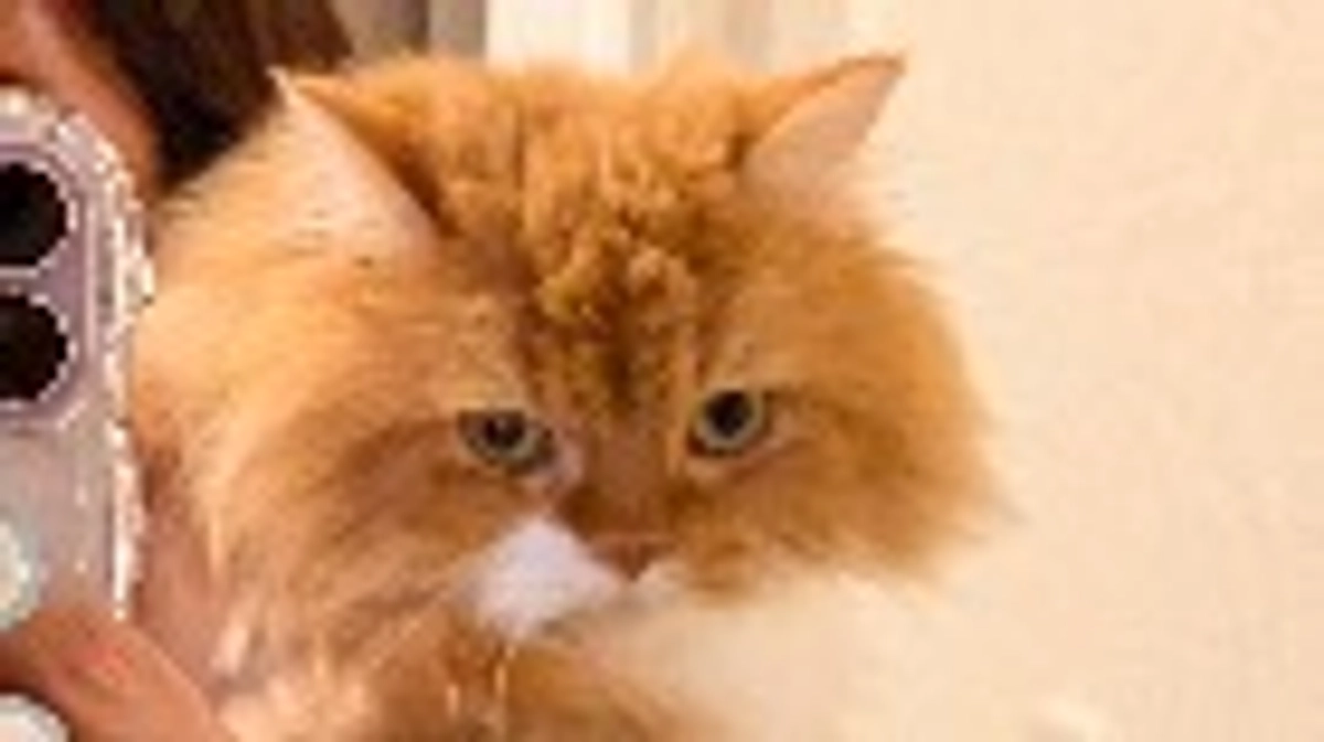 本日の受診報告