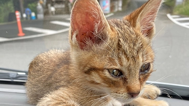 1つでも多くの命を救いたい。のらねこ保護施設コンテナハウス購入 のトップ画像