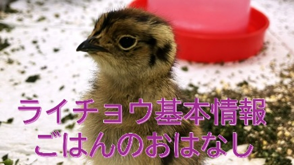 ライチョウ基本情報②ライチョウのえさ