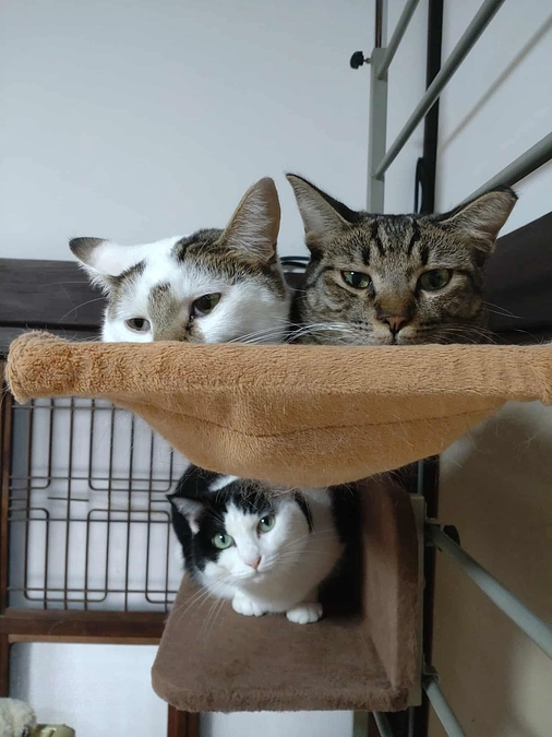 予約システムを導入します。