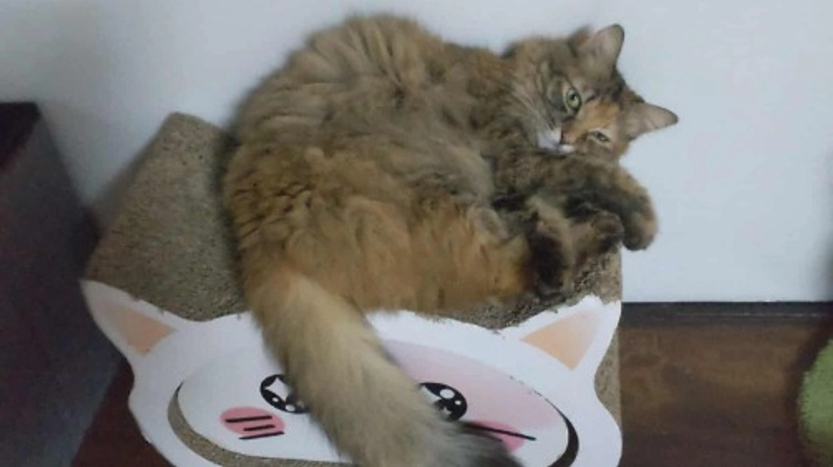 達成しました！ありがとうございます。